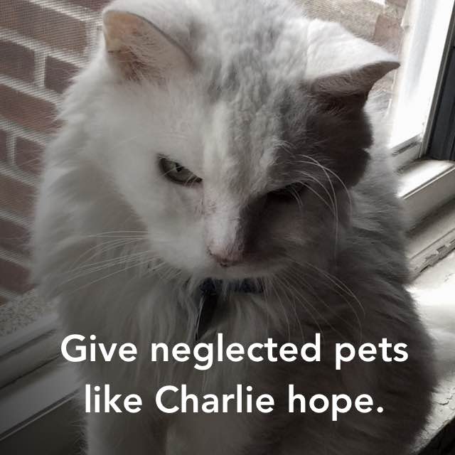 Give neglected pets like Charlie hope