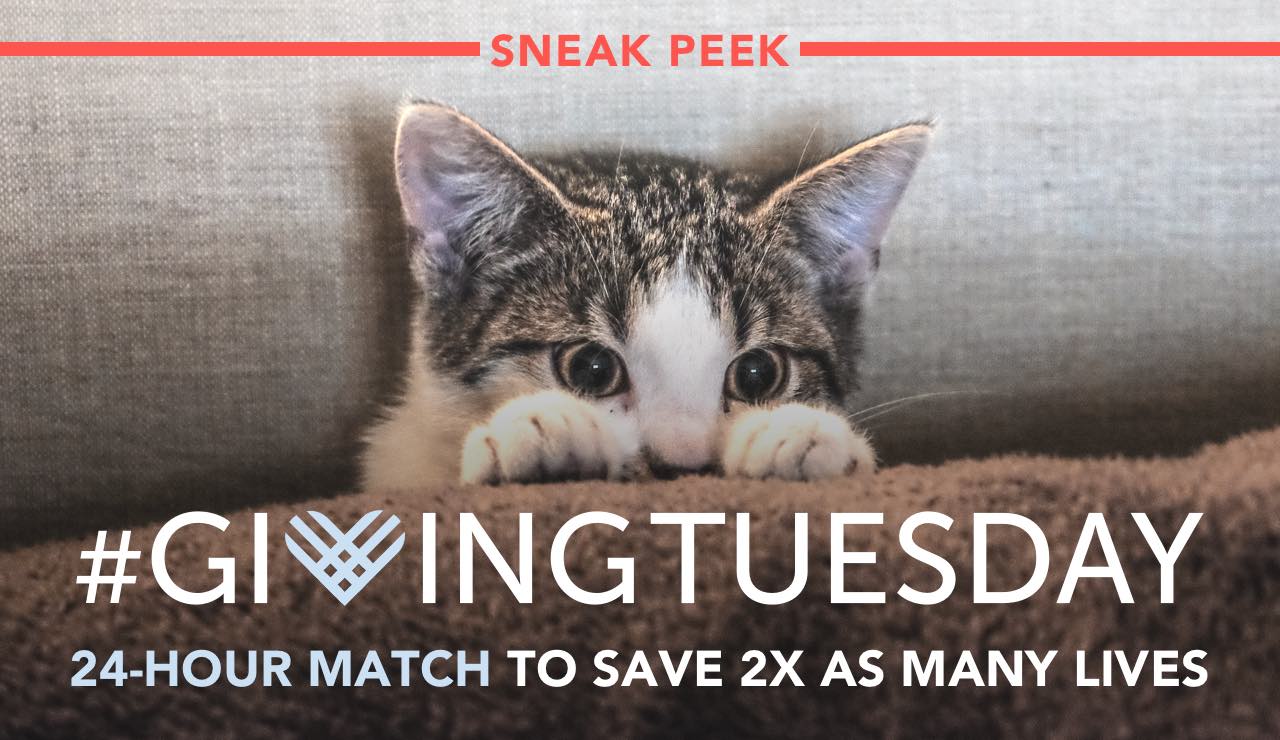 Sneak Peek. 
#GivingTuesday 24-Hour Match to Save 2x as Many Lives