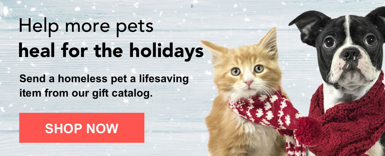 Help more pets heal for the holidays. Send a homeless pet a lifesaving item from our gift catalog.