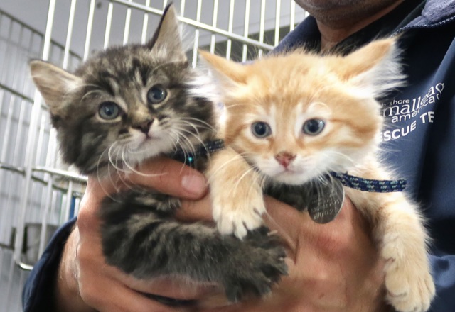 volunteer holding two kittens