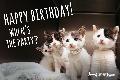 2 - Happy Birthday (kittens)