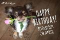 2 - Happy Birthday (dog)
