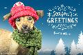 1b - 2017 Holiday eCard - Season's Greetings (dog)