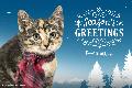 1a - 2017 Holiday eCard - Season's Greetings (cat)
