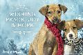 1d - 2017 Holiday eCard - Wishing Peace, Joy & Hope (dog)