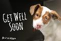 5 - Get Well Soon (dog)